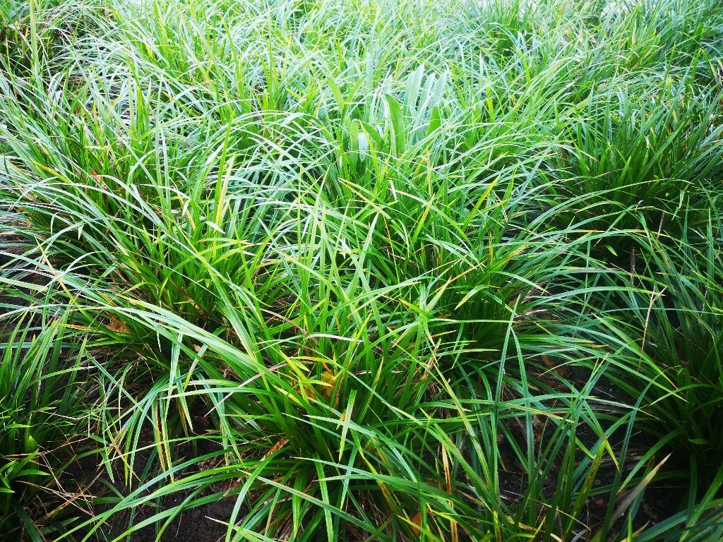 Foto 9 van Carex Morowii siergras bodembedekker Zegge groter dan P9
