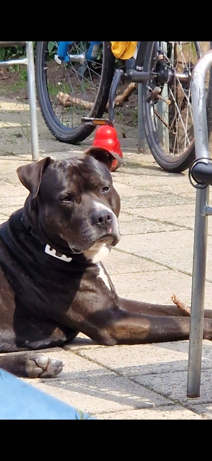 American Staffordshire, 6 jaar of ouder, Reu, CDV (hondenziekte), Eén hond