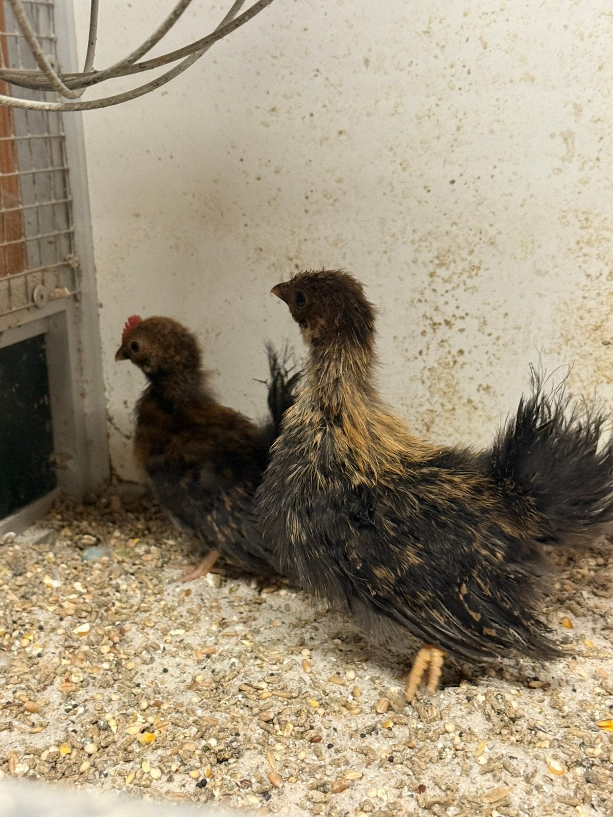 Jonge serama kippen, Dieren en Toebehoren, Pluimvee, Meerdere dieren, Kip
