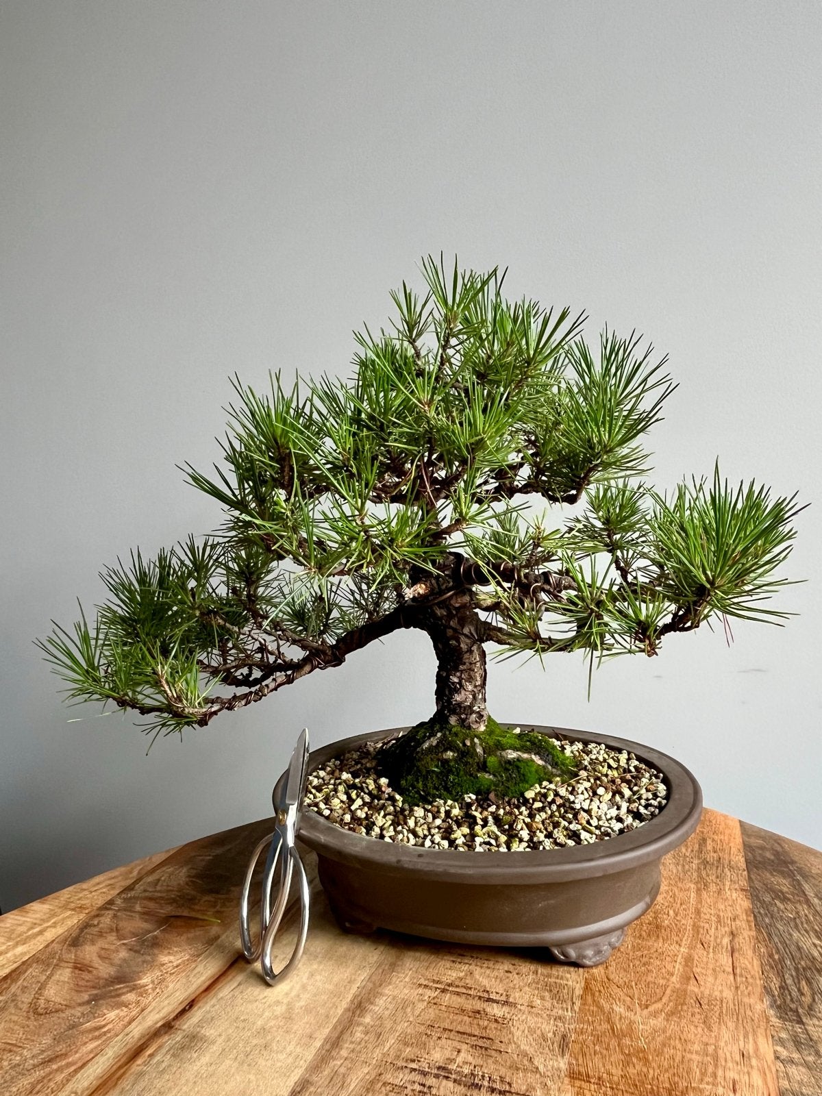 Japanse zwarte den Bonsai / Pinus Thunbergii, Overige soorten, Volle zon, Vaste plant, Verzenden