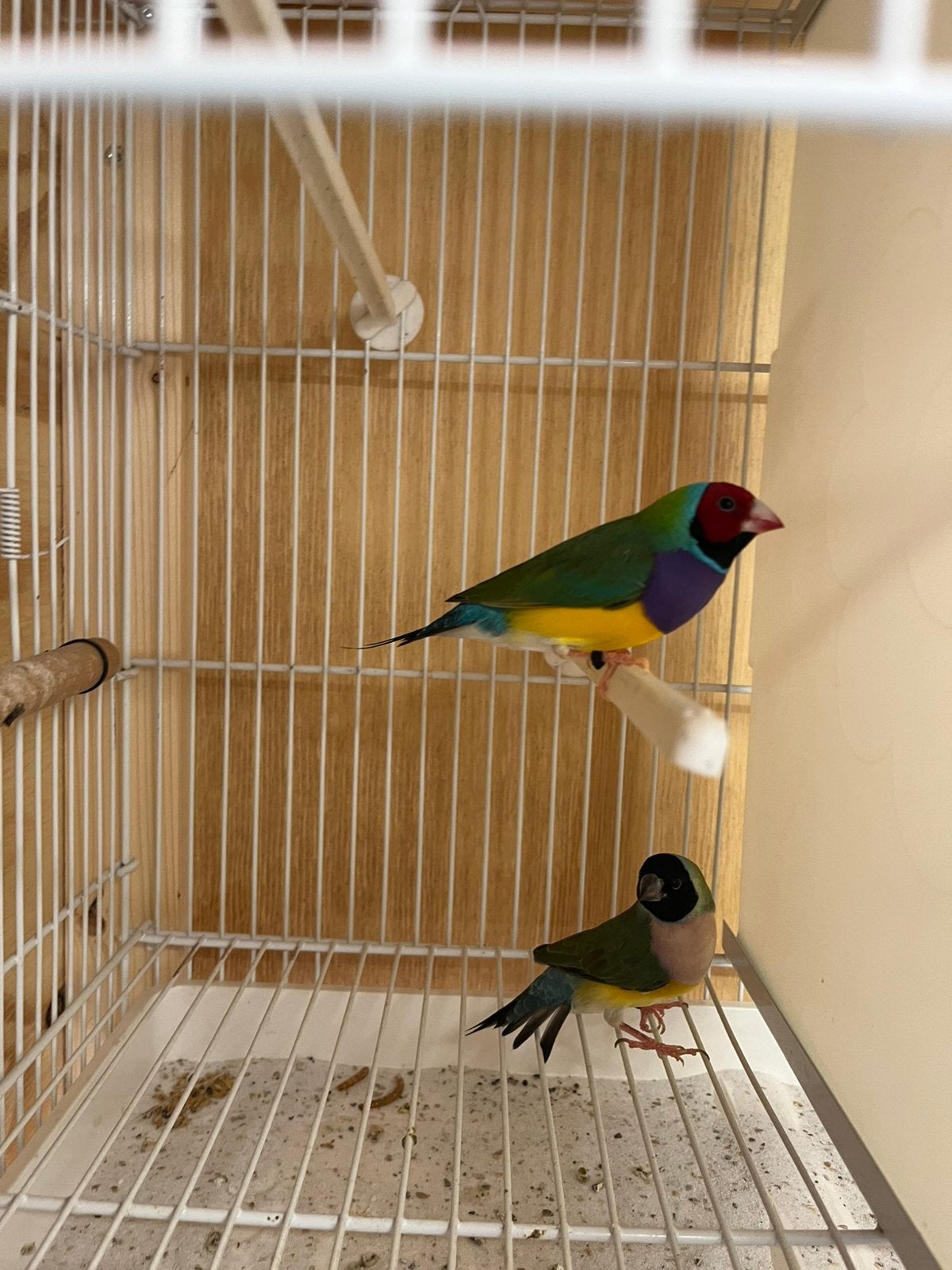 Koppels gouldamadines, Dieren en Toebehoren, Meerdere dieren
