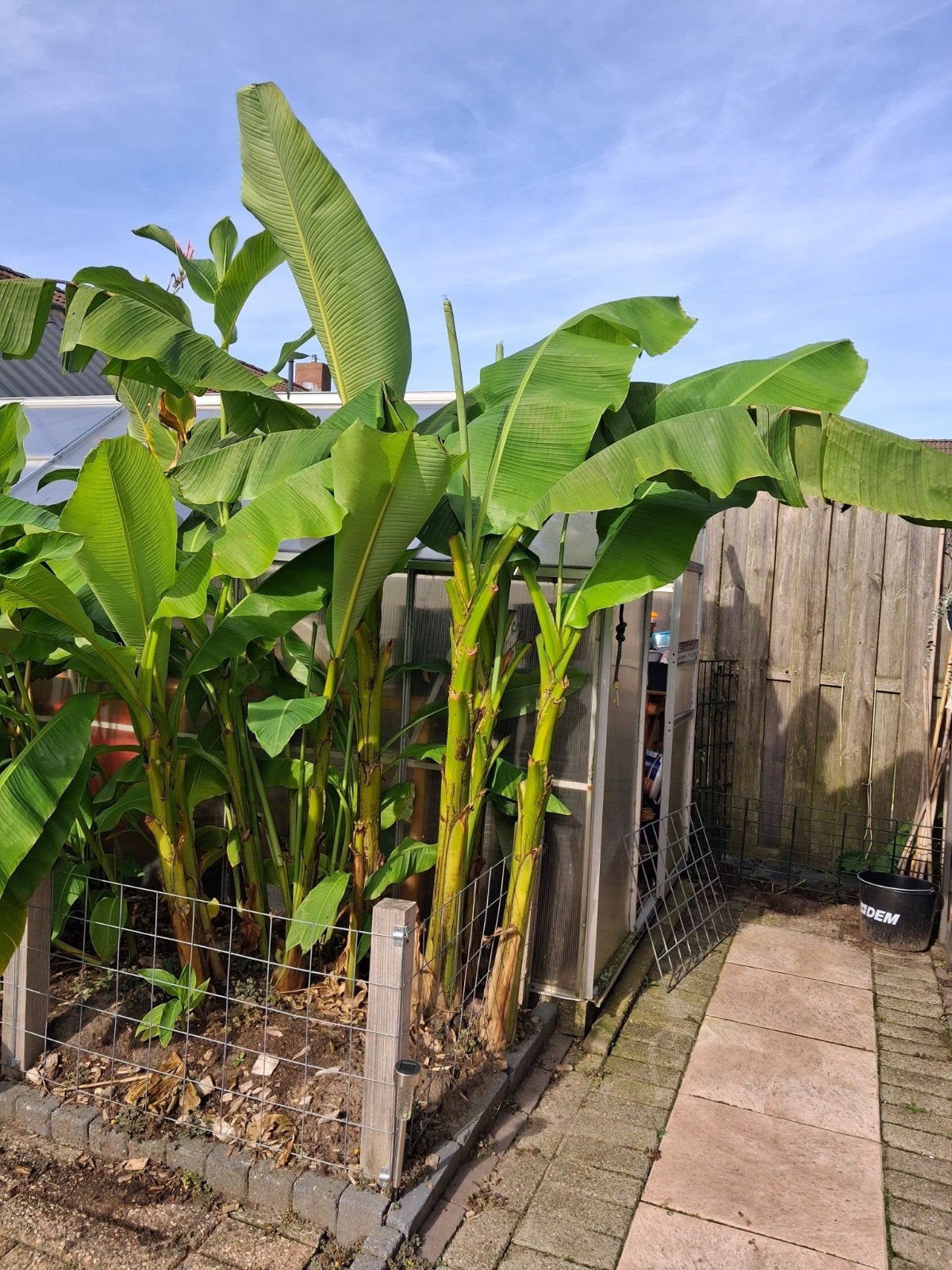 Musa Basjoo, Ophalen, Overige soorten, Volle zon