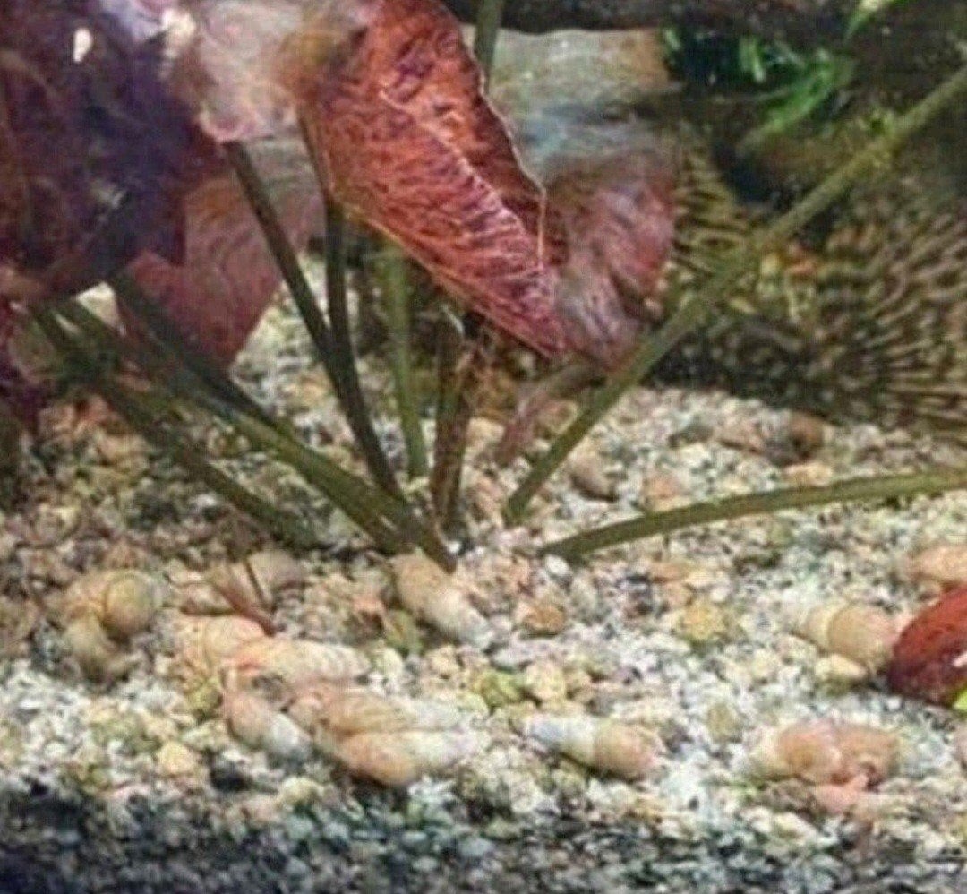 puntslakken / torenslakken, Dieren en Toebehoren, Slak of Weekdier