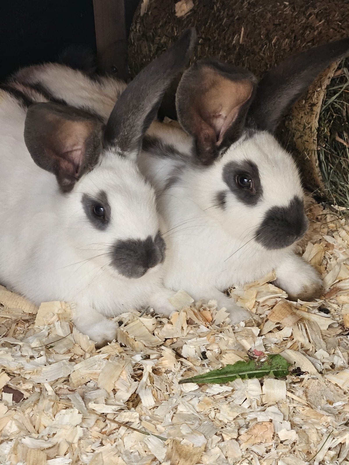 2 x ram zwart wit konijn 14 weken oud, Dieren en Toebehoren, Mannelijk, Groot