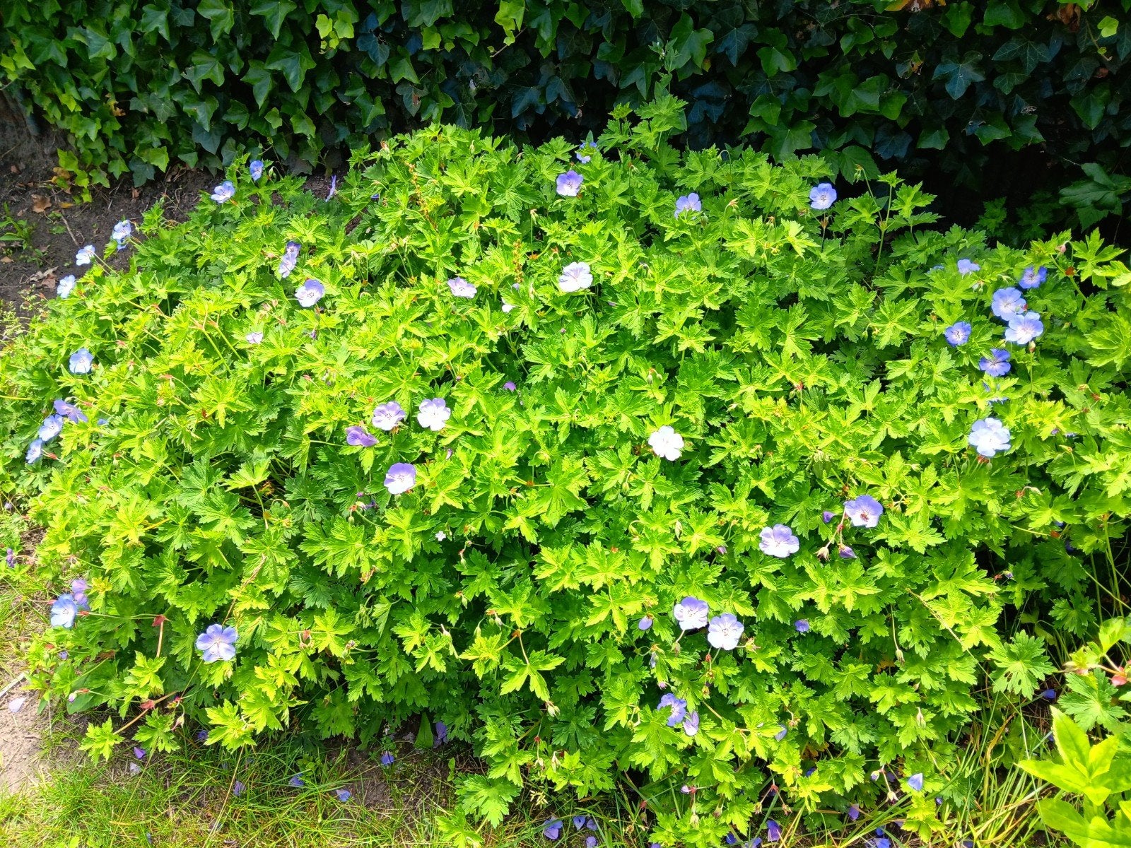Diverse vaste planten, Ophalen, Overige soorten, Volle zon