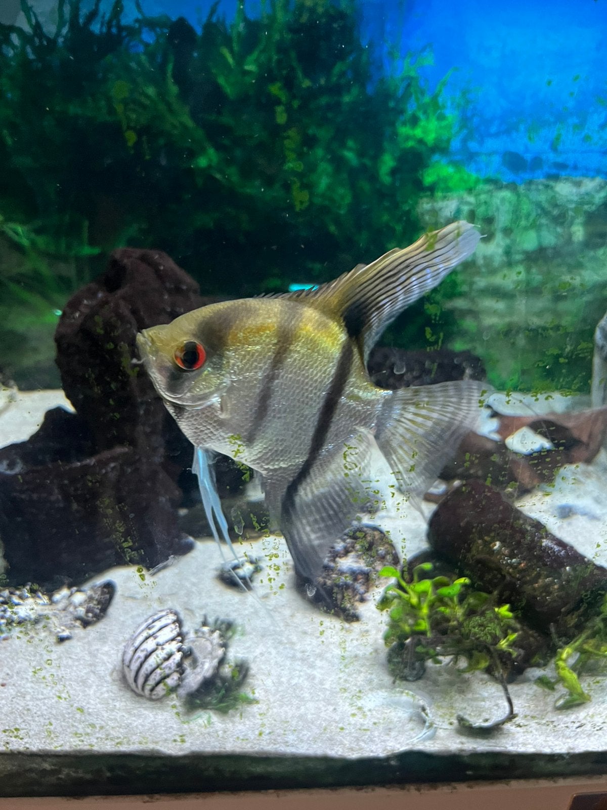 Maanvis 10 cm, Vis
