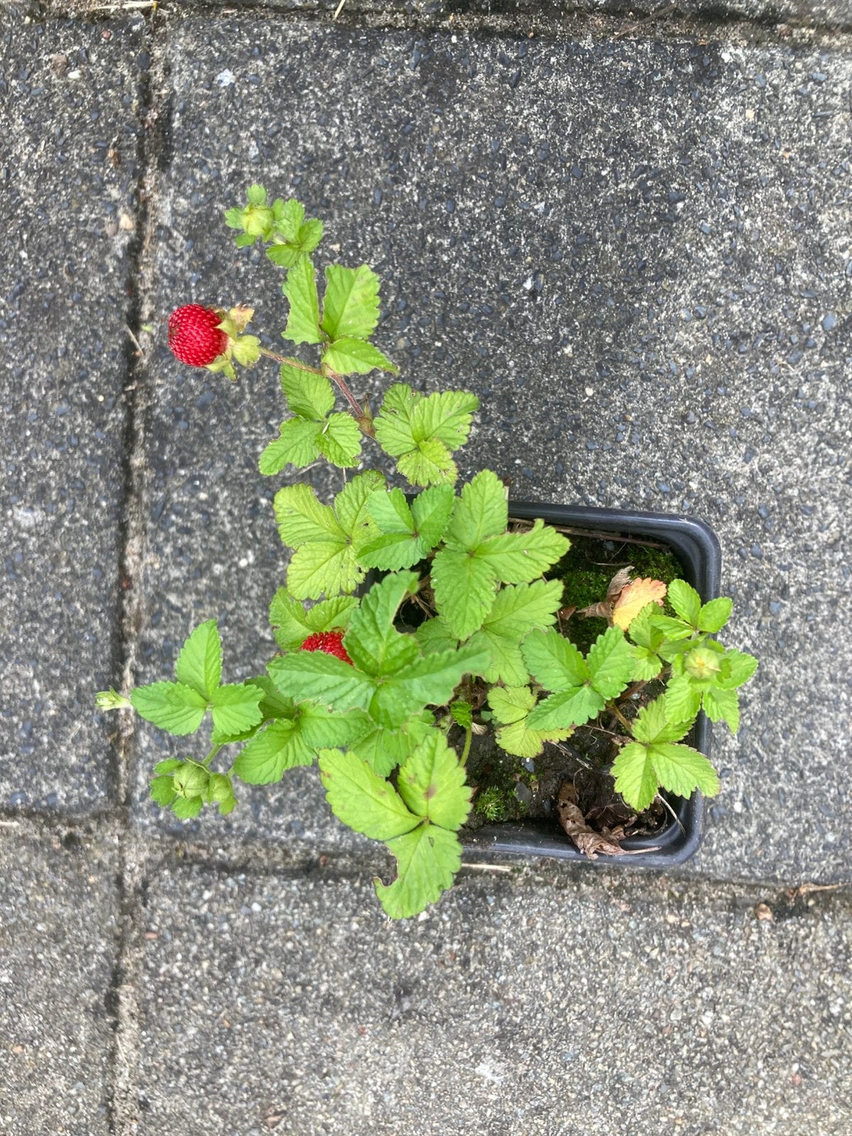 Bodembedekkers, Ophalen of Verzenden, Vaste plant, Bodembedekkers