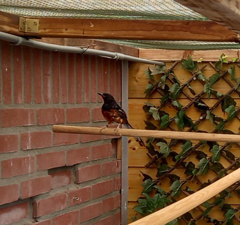 schamalijsters, Meerdere dieren, Geringd