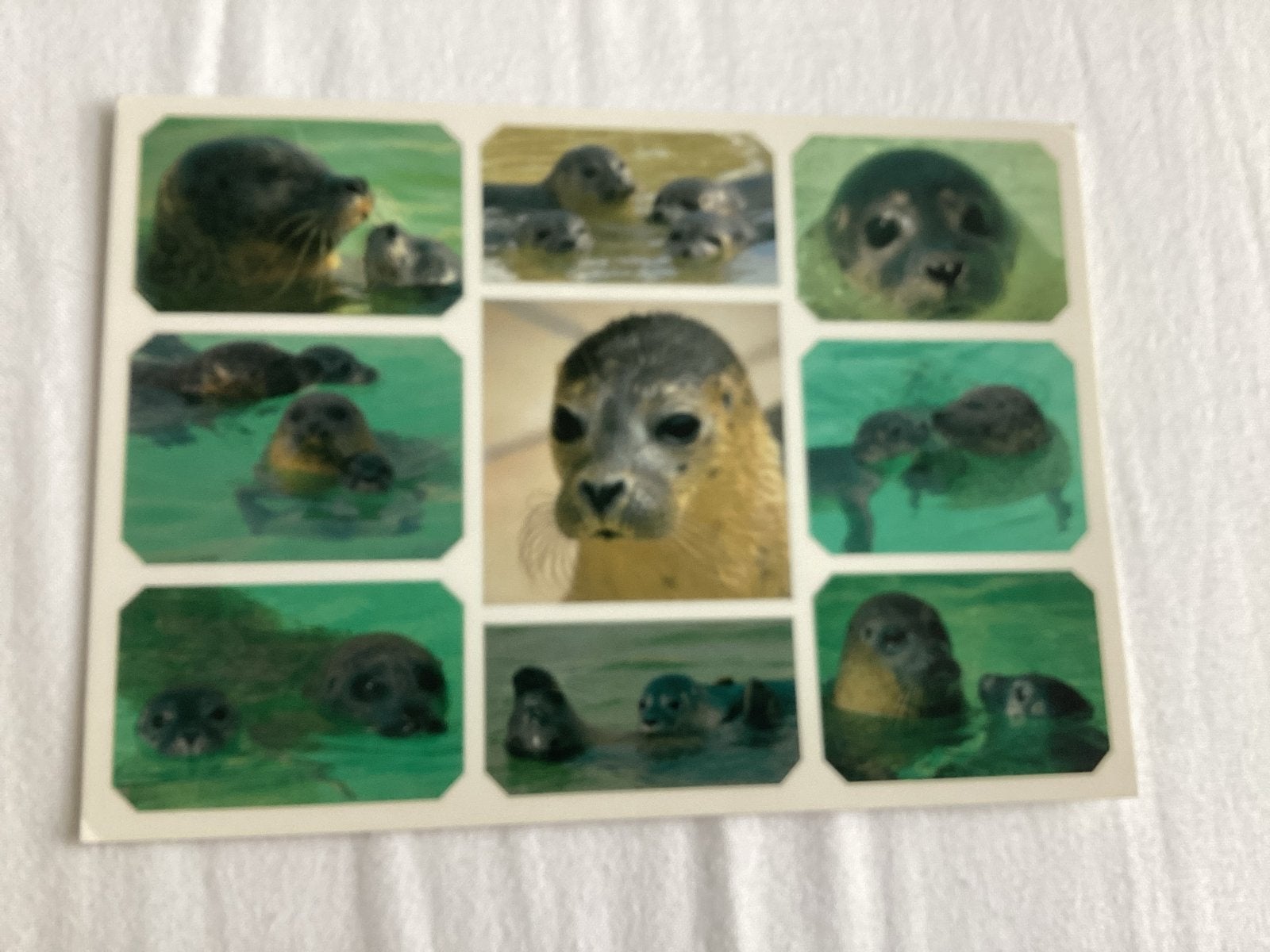 Ansichtkaart Ecomare zeehonden Waddenzee, Ophalen of Verzenden, 1980 tot heden, Ongelopen, Waddeneilanden