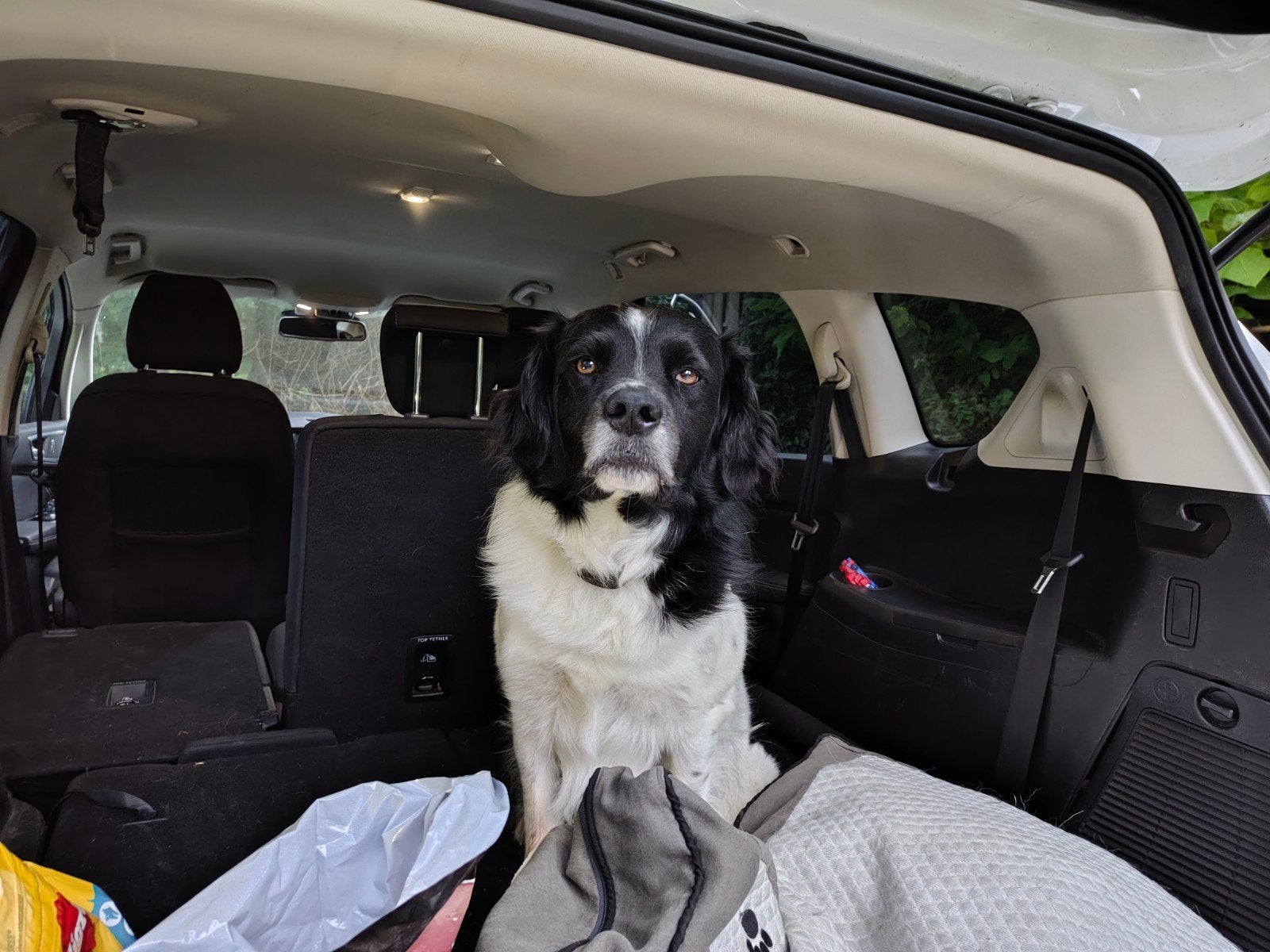 Dekreu stabij, 6 jaar of ouder, Reu, Eén hond, Nederland