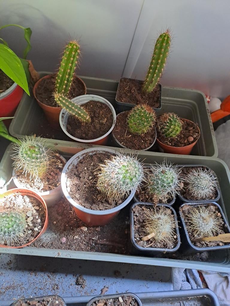 Catus, Ophalen, Cactus, Volle zon, Minder dan 100 cm