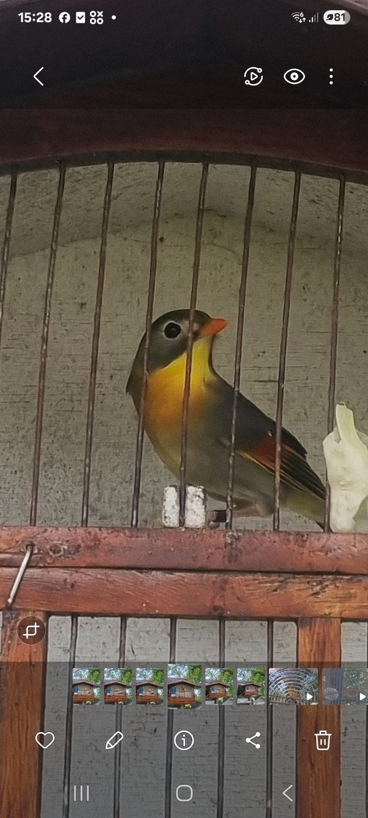 Prachtige mooie vogels, Mannelijk