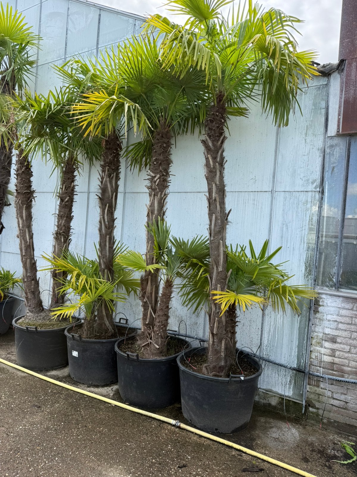 Palmen meerrstamig grote kuip trachicarpus winterhard 450,-, Bloeit niet, 250 tot 400 cm, Palmboom, Ophalen