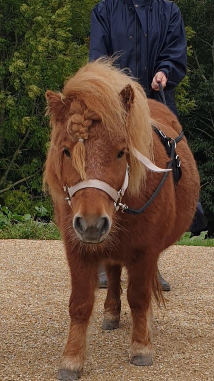 Lieve brave bomproof shetlander, Merrie, Niet van toepassing, Met stamboom, 7 tot 10 jaar