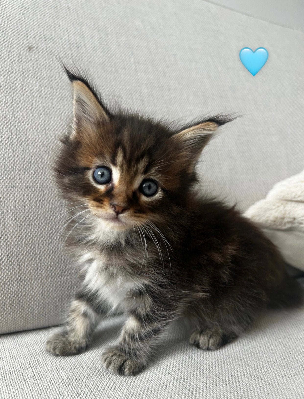 Prachtige Maincoon kittens, Dieren en Toebehoren, Meerdere dieren, Ontwormd, 0 tot 2 jaar