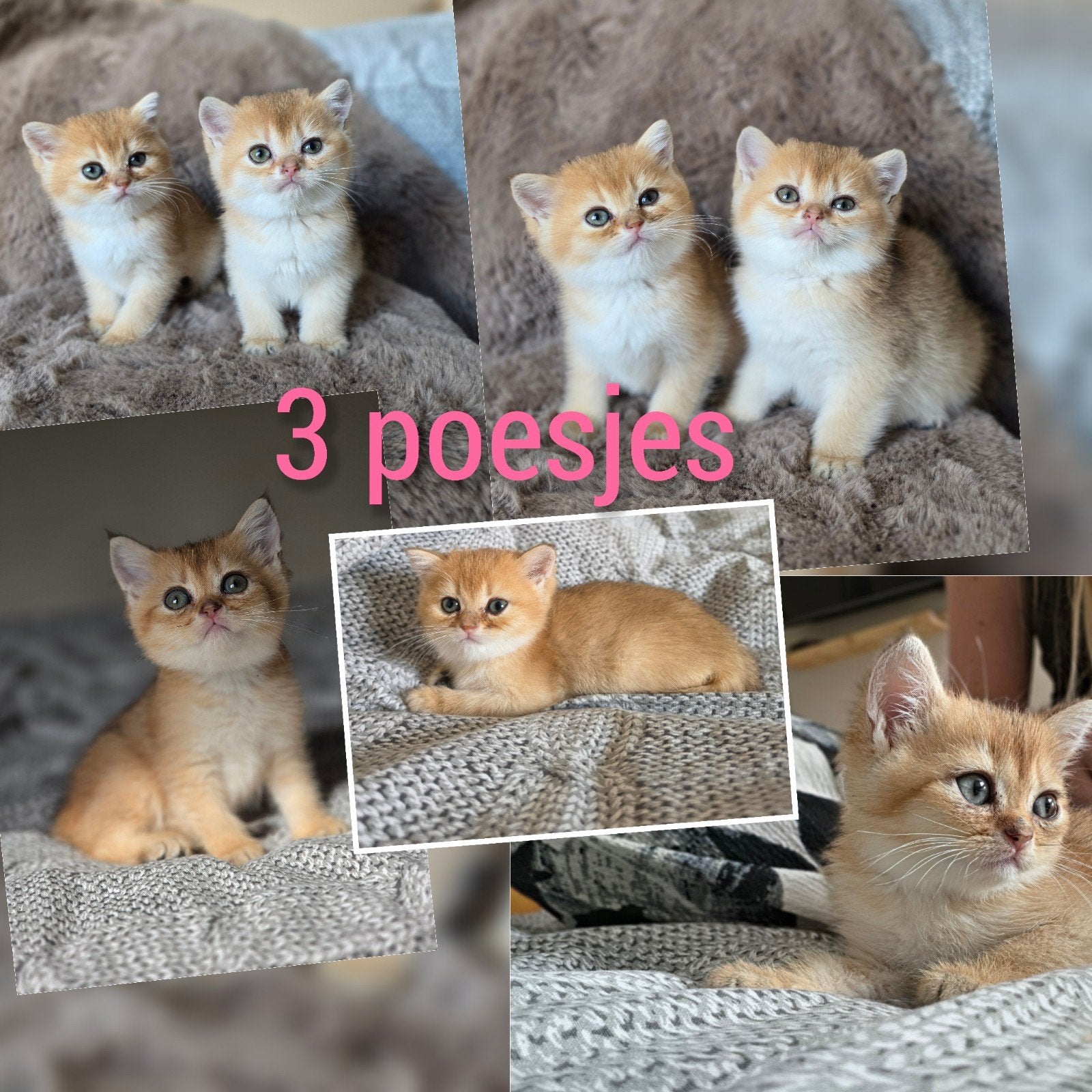 Black golden shaded kittens brits korthaar, Meerdere dieren, Ontwormd, 0 tot 2 jaar