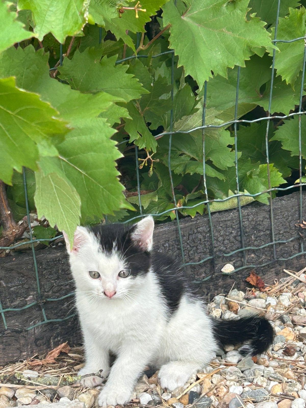 Lief boerderij katertje zoekt een nieuwe huisje., Dieren en Toebehoren, Katten en Kittens | Overige Katten, Kater, Kortharig