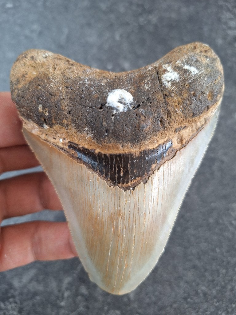 usa	megalodon tand	11x8.4x2	cm, Ophalen of Verzenden, Fossiel