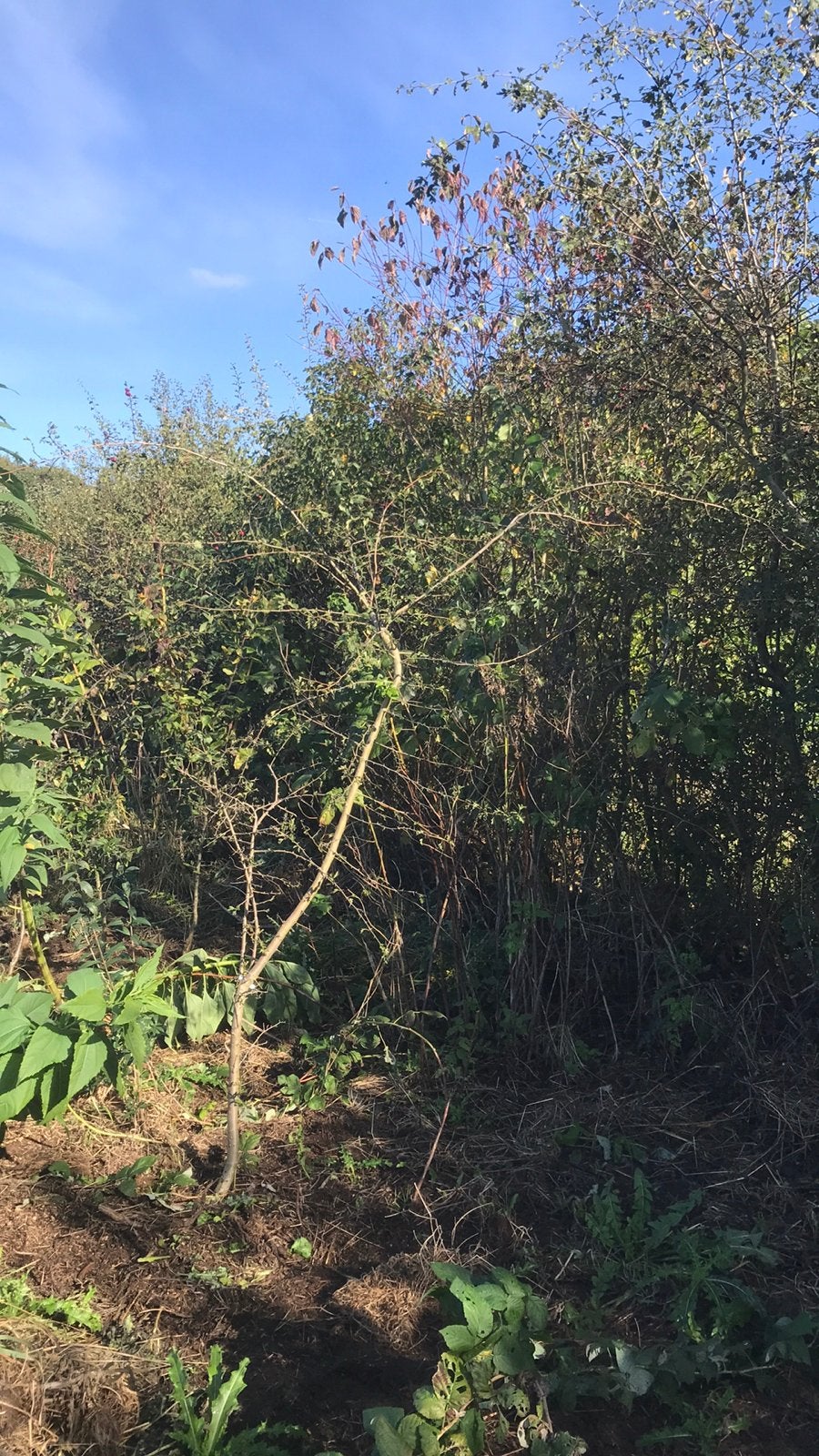 Meidoorn 2 meter, Ophalen, Overige soorten