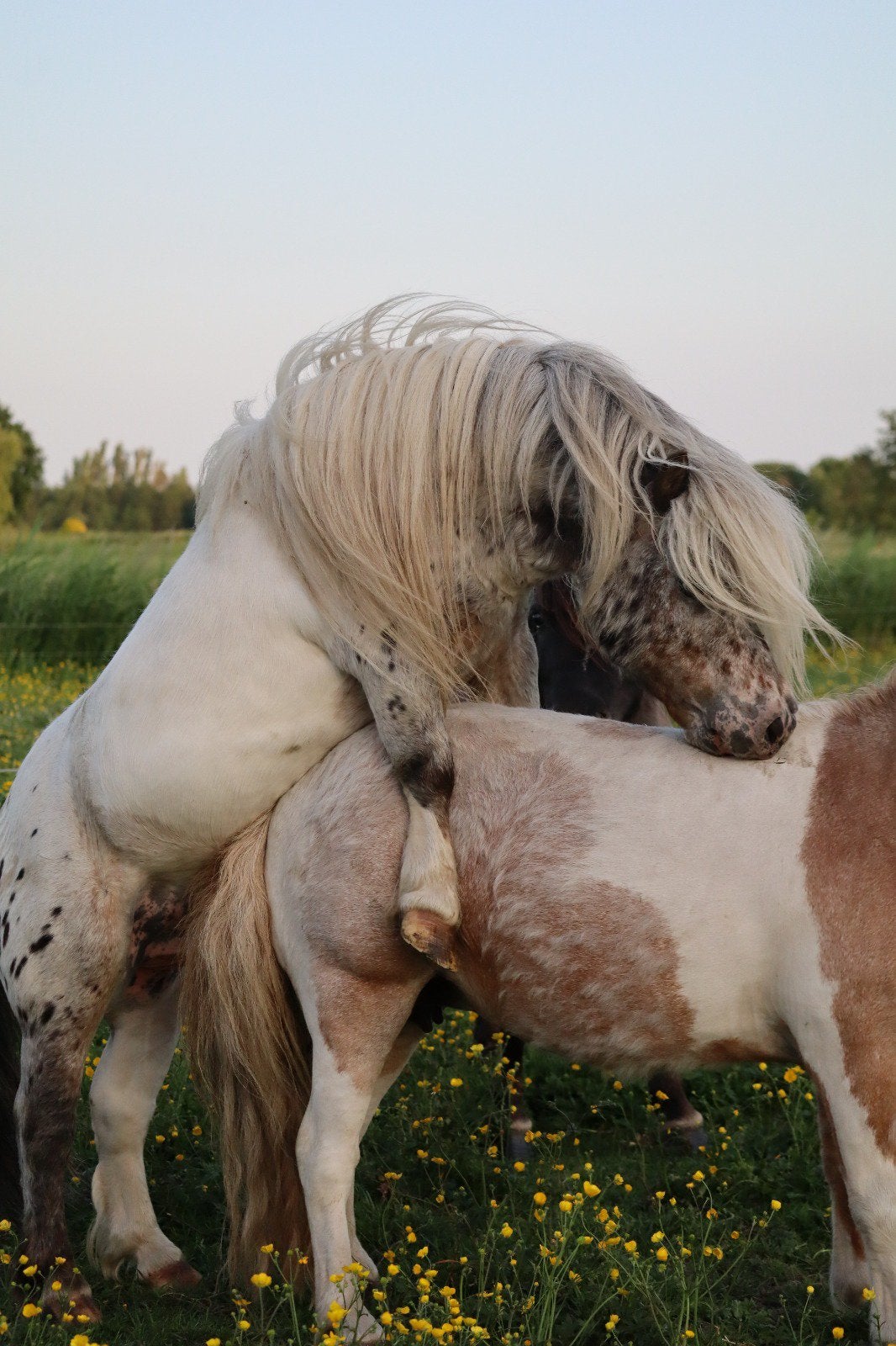 Ter dekking pintaloosa hengst 78 cm nakomelinge laatste foto, Hengst