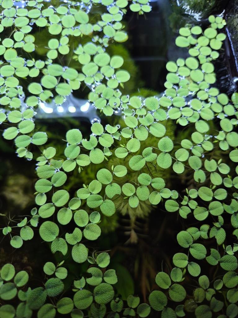Gratis drijfplanten (Salvinia Minima), Dieren en Toebehoren, Vissen | Aquaria en Toebehoren, Ophalen, Nieuw, Plant(en), Steen of Hout