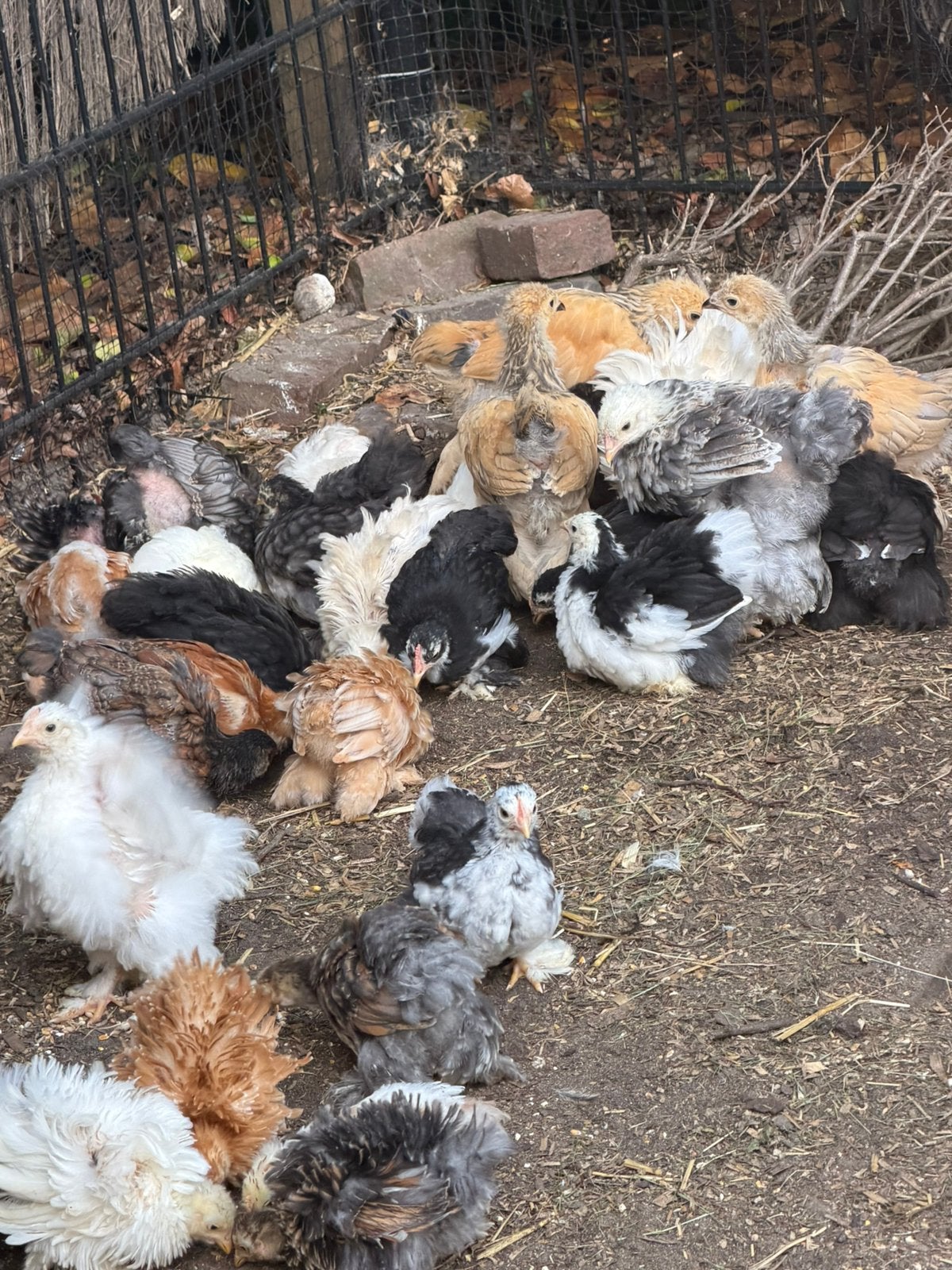 Cochin, wyandotte,brahma kuikens te koop!, Dieren en Toebehoren, Meerdere dieren, Kip
