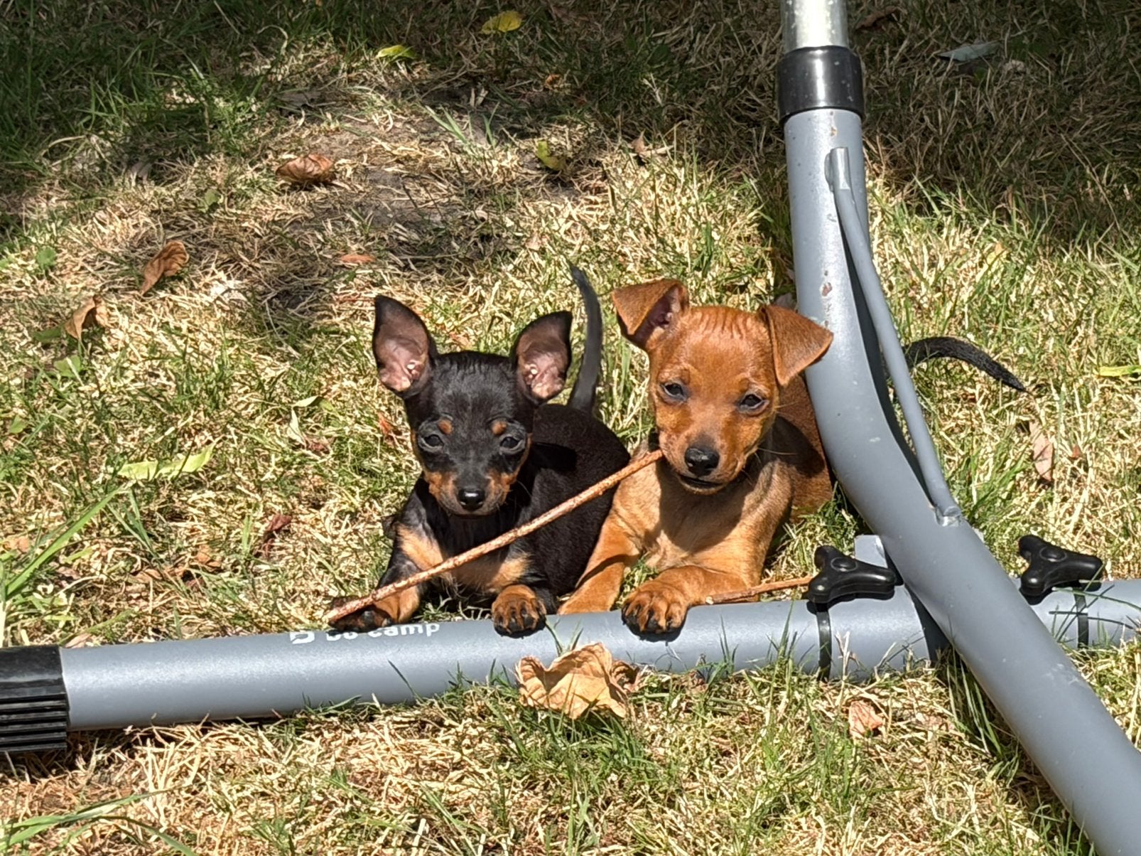 Prachtig dwergpinscher teefje (pup, pincher, kleine hond), Overige rassen, 8 tot 15 weken, Teef, Eén hond