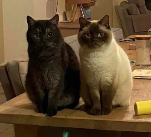 Twee lieve katers van 6 en 7 jaar oud., Dieren en Toebehoren, Katten en Kittens | Overige Katten, Kater