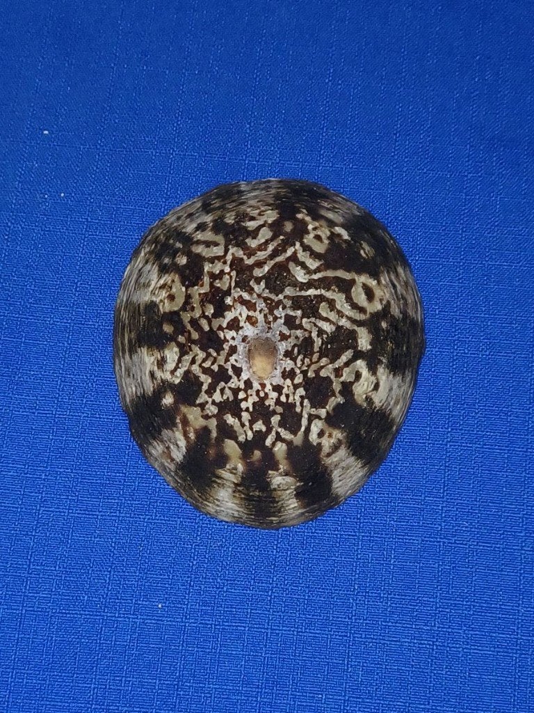 Schelpen, Cellana testudinaria, Ophalen of Verzenden, Schelp(en)