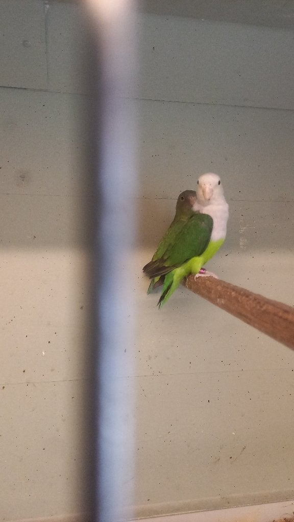 Agapornis Cana, Dieren en Toebehoren, Vogels | Parkieten en Papegaaien, Geslacht onbekend, Dwergpapegaai of Agapornis, Geringd
