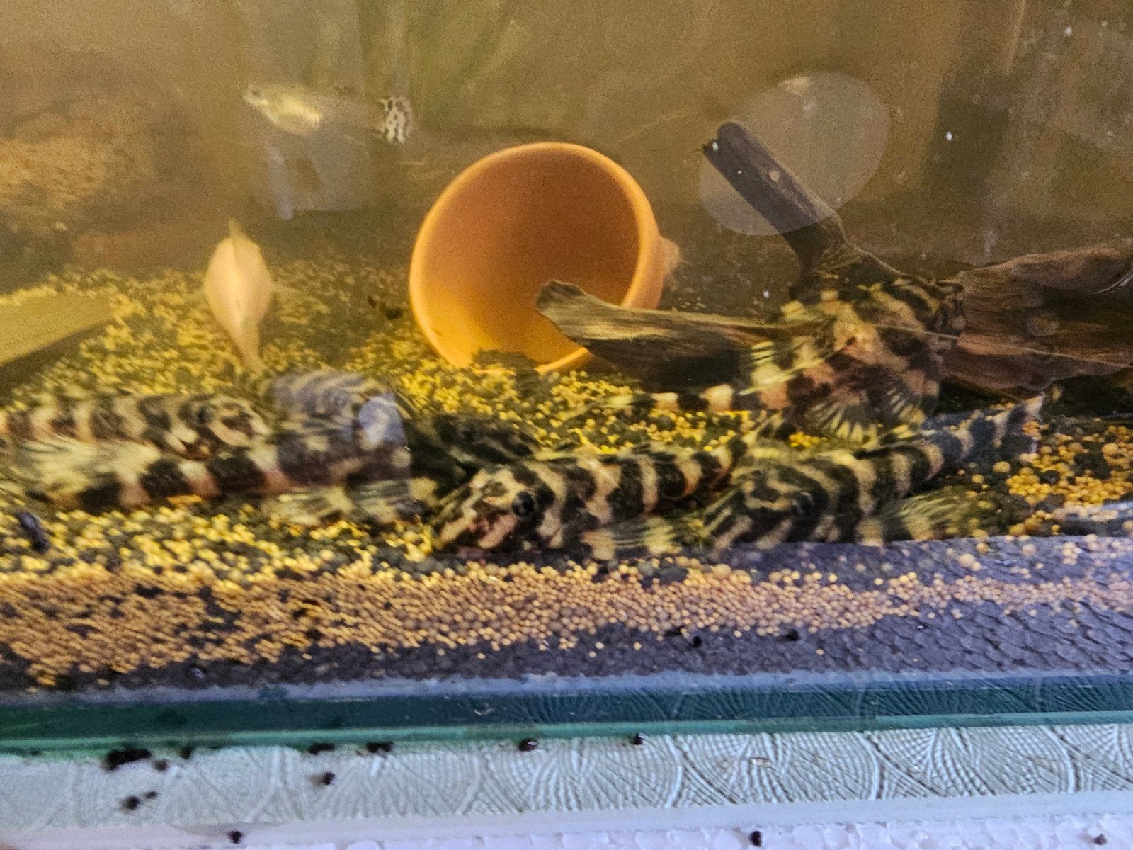 jong volwassen L168 dekeyseria brachyura (zon ancistrus), Vis