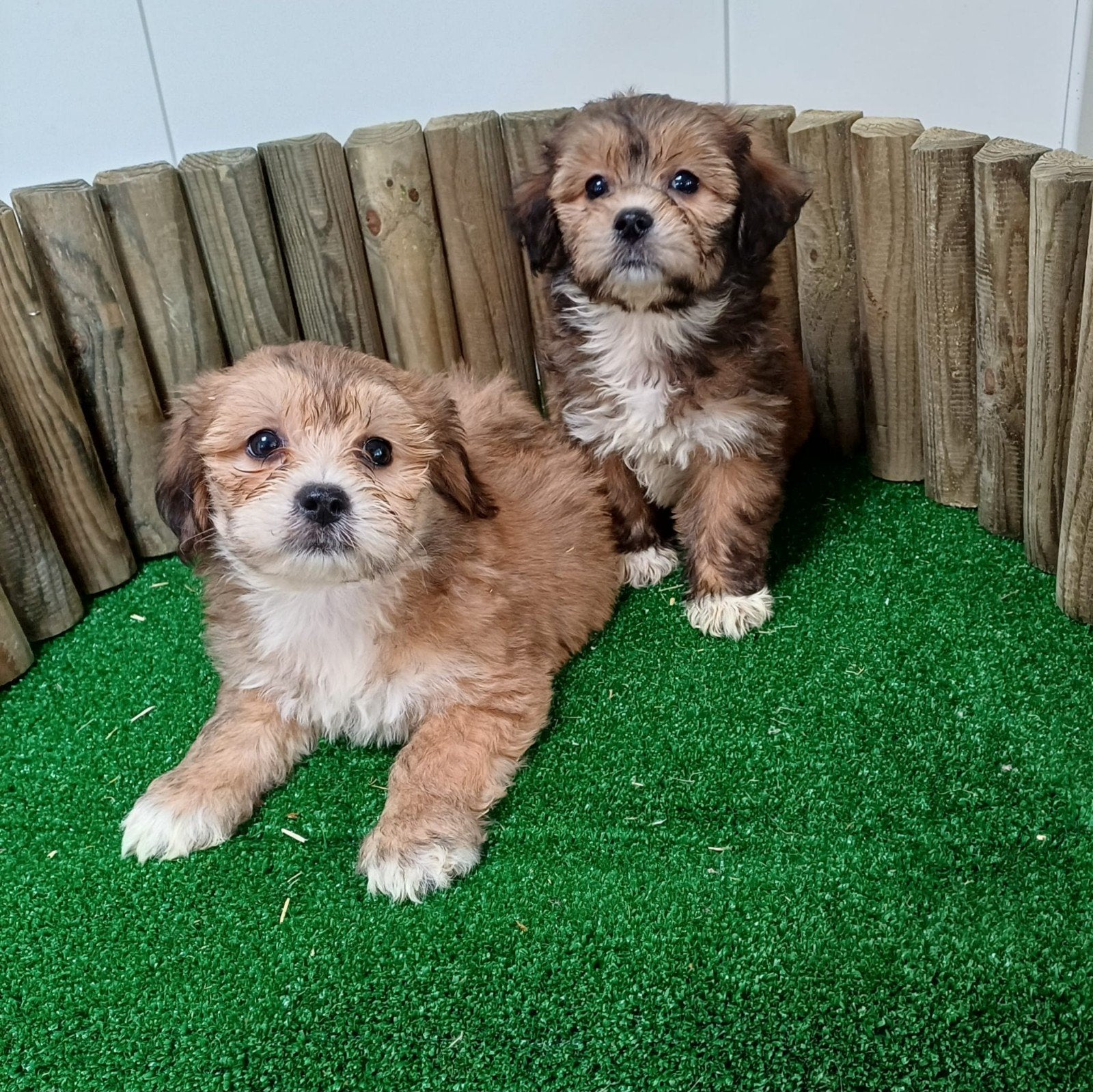 Boomer maltezer teckel (malteck) en maltezer shih tzu pups, Dieren en Toebehoren, Honden | Chihuahua's en Gezelschapshonden, Parvo