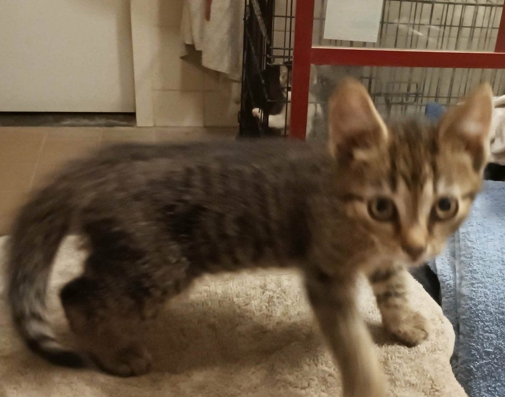 Kittens, Kater, Kortharig, 0 tot 2 jaar