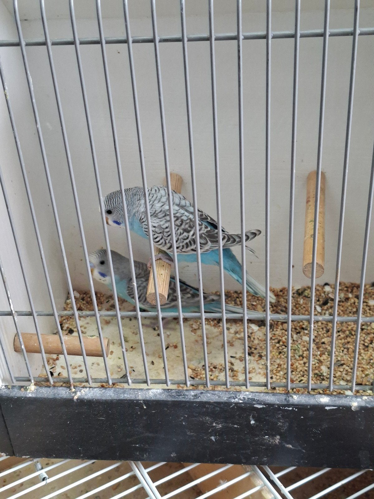 Koppel blauwe Melanastic kanssplit blackface, Dieren en Toebehoren, Vogels | Parkieten en Papegaaien, Meerdere dieren, Parkiet