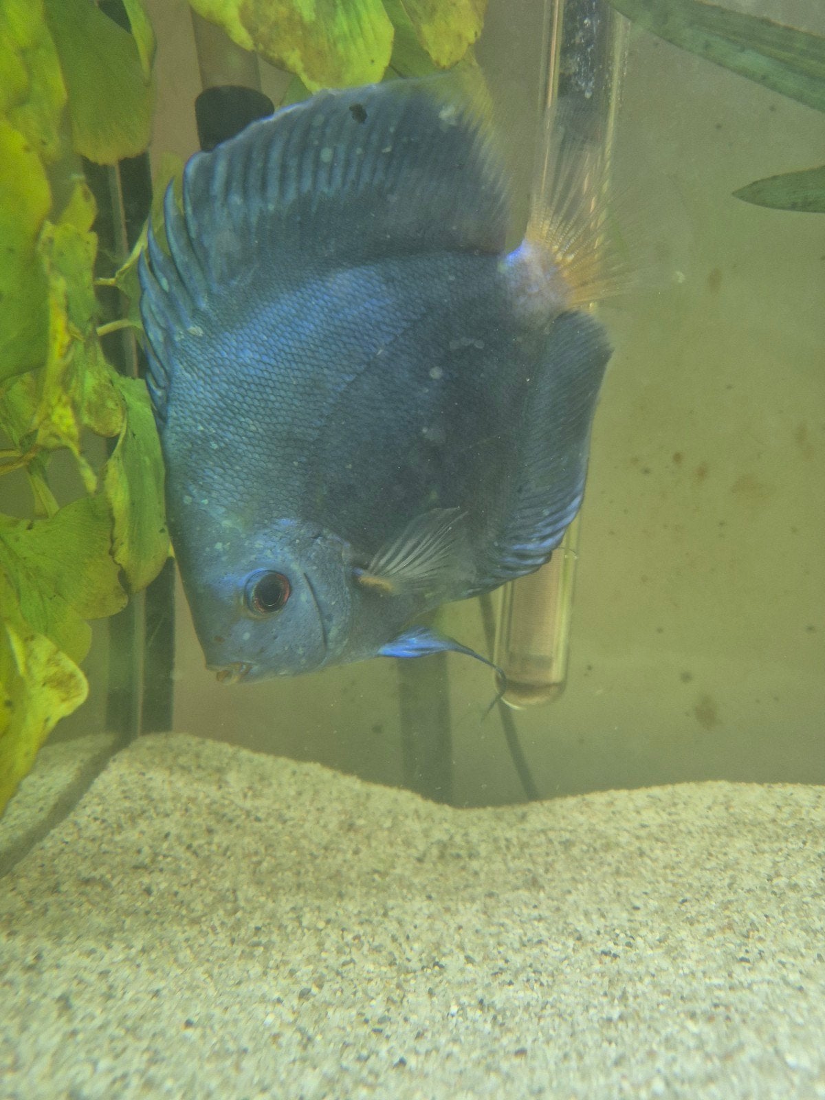 Discus vis, Dieren en Toebehoren, Ophalen