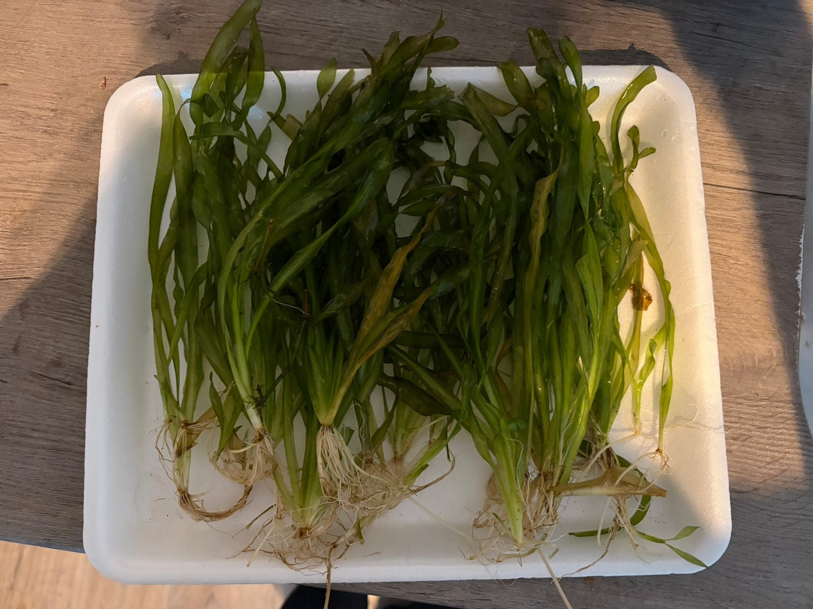 Vallisneria aquariumplant, Dieren en Toebehoren, Vissen | Aquaria en Toebehoren, Ophalen, Zo goed als nieuw, Plant(en), Steen of Hout