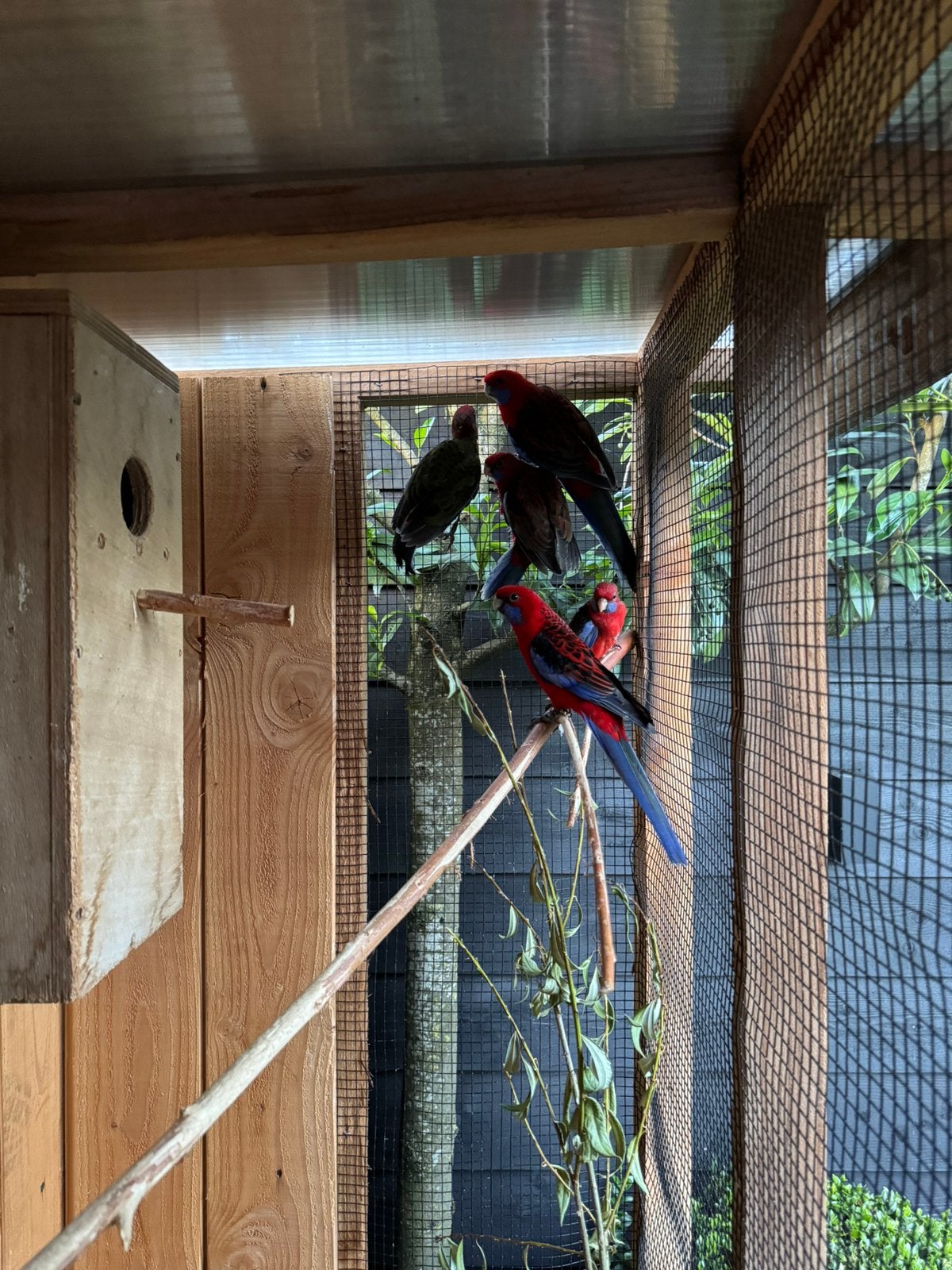 Te koop jonge pennanten, Meerdere dieren, Parkiet, Geringd