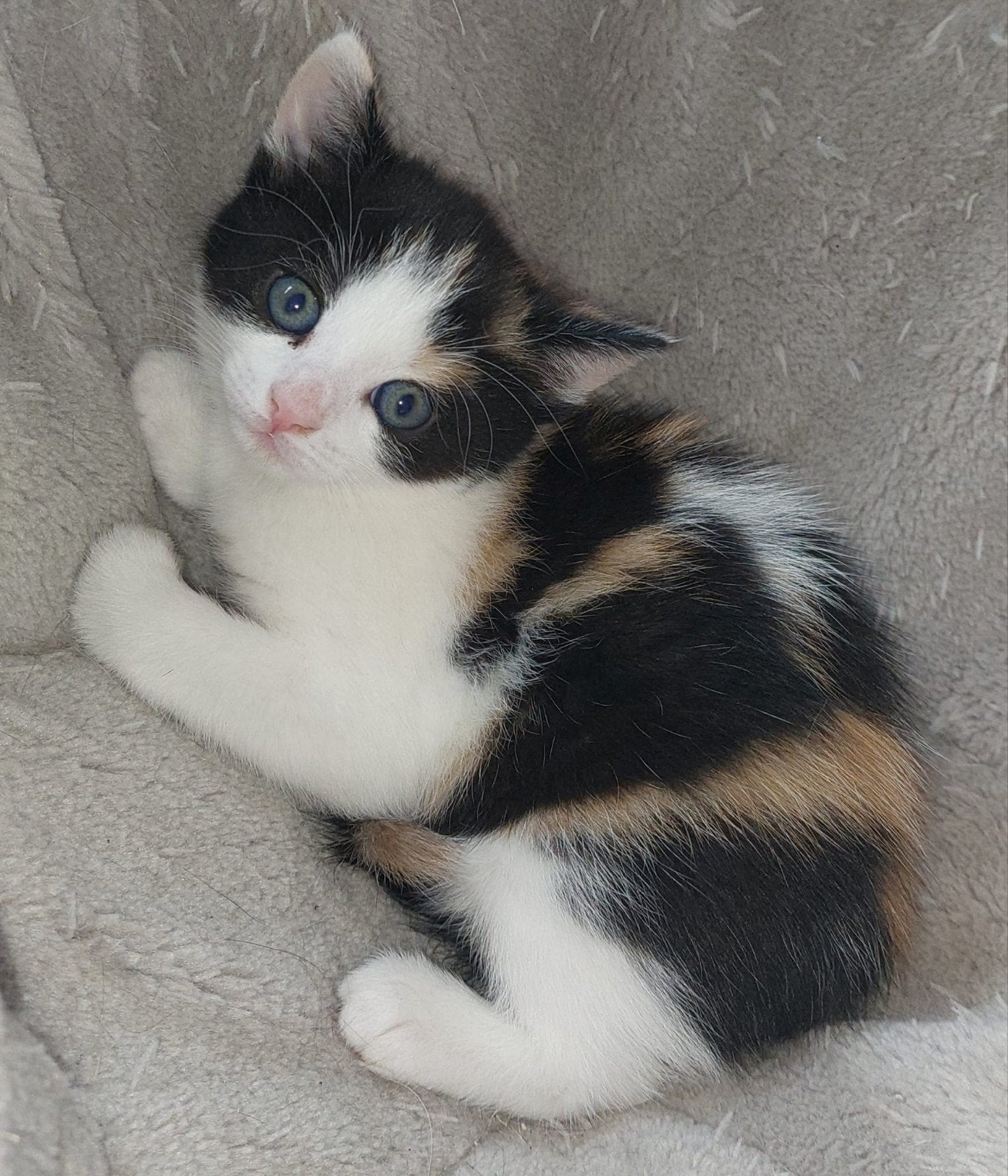 Nog 3 Britse Korthaar kruising kittens, Poes