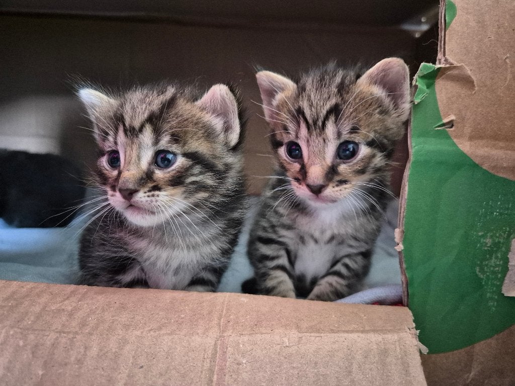 Schattige kittens geboren op 18 mei, Dieren en Toebehoren, Poes, 0 tot 2 jaar
