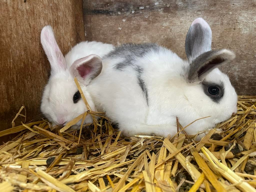 2 jonge konijntjes, Dieren en Toebehoren, Konijnen, Vrouwelijk, Klein, Hangoor