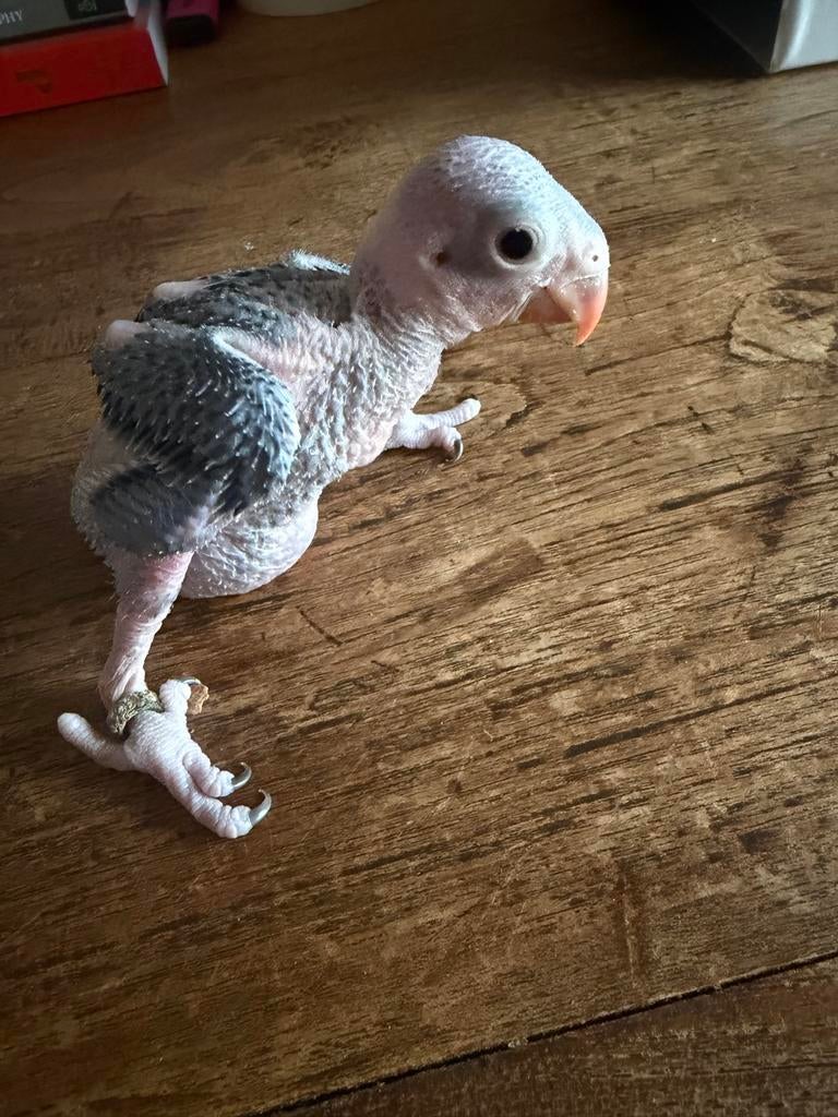 4 halsbandparkieten babaies, Dieren en Toebehoren, Meerdere dieren, Parkiet