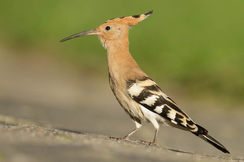 3-0 Europese Hoppen, Dieren en Toebehoren, Vogels | Overige Vogels, Meerdere dieren