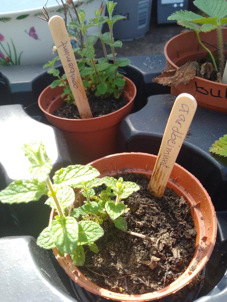 aardbeimunt, Ophalen of Verzenden, Eenjarig, Overige soorten, Volle zon