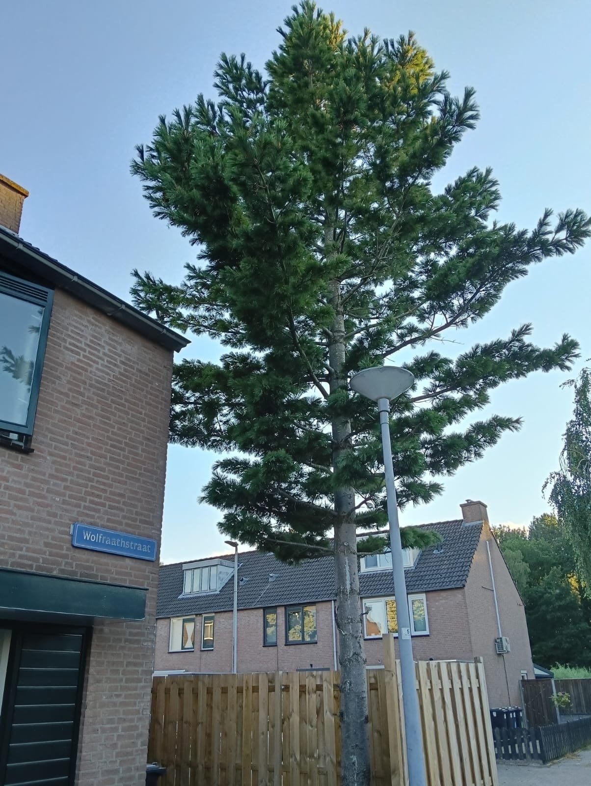 Gratis brandhout-  naaldboom - kappen, Tuin en Terras, Planten | Bomen, Bloeit niet, Overige soorten, 400 cm of meer, Ophalen