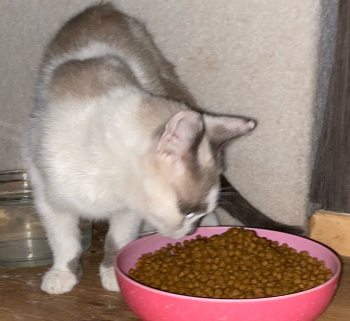 Boerderij katten, Poes