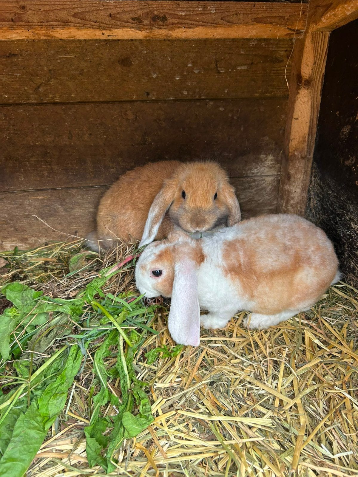 2 kleine jonge bonte hangoor konijntjes, Hangoor