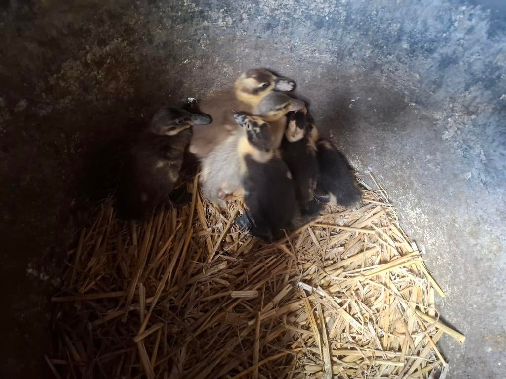 mooie jonge loopeenden, Dieren en Toebehoren, Pluimvee, Meerdere dieren, Eend