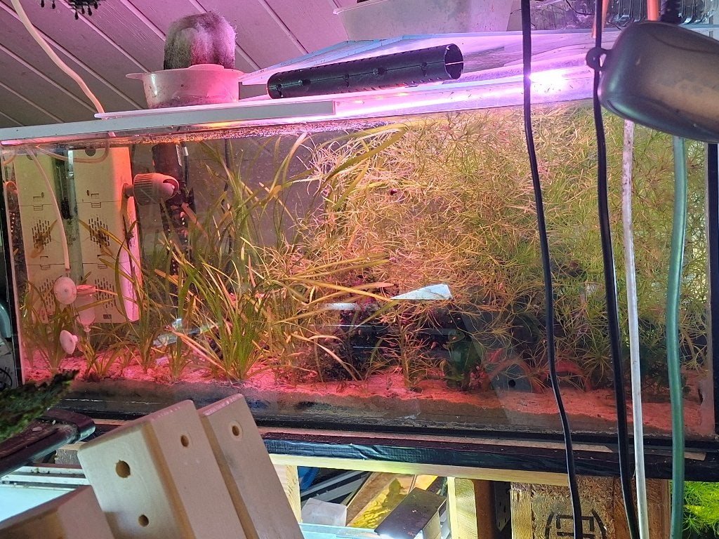 aquarium 80cm lang x 30cm diep x 40cm hoog, Dieren en Toebehoren, Vissen | Aquaria en Toebehoren, Ophalen, Gebruikt, Leeg aquarium
