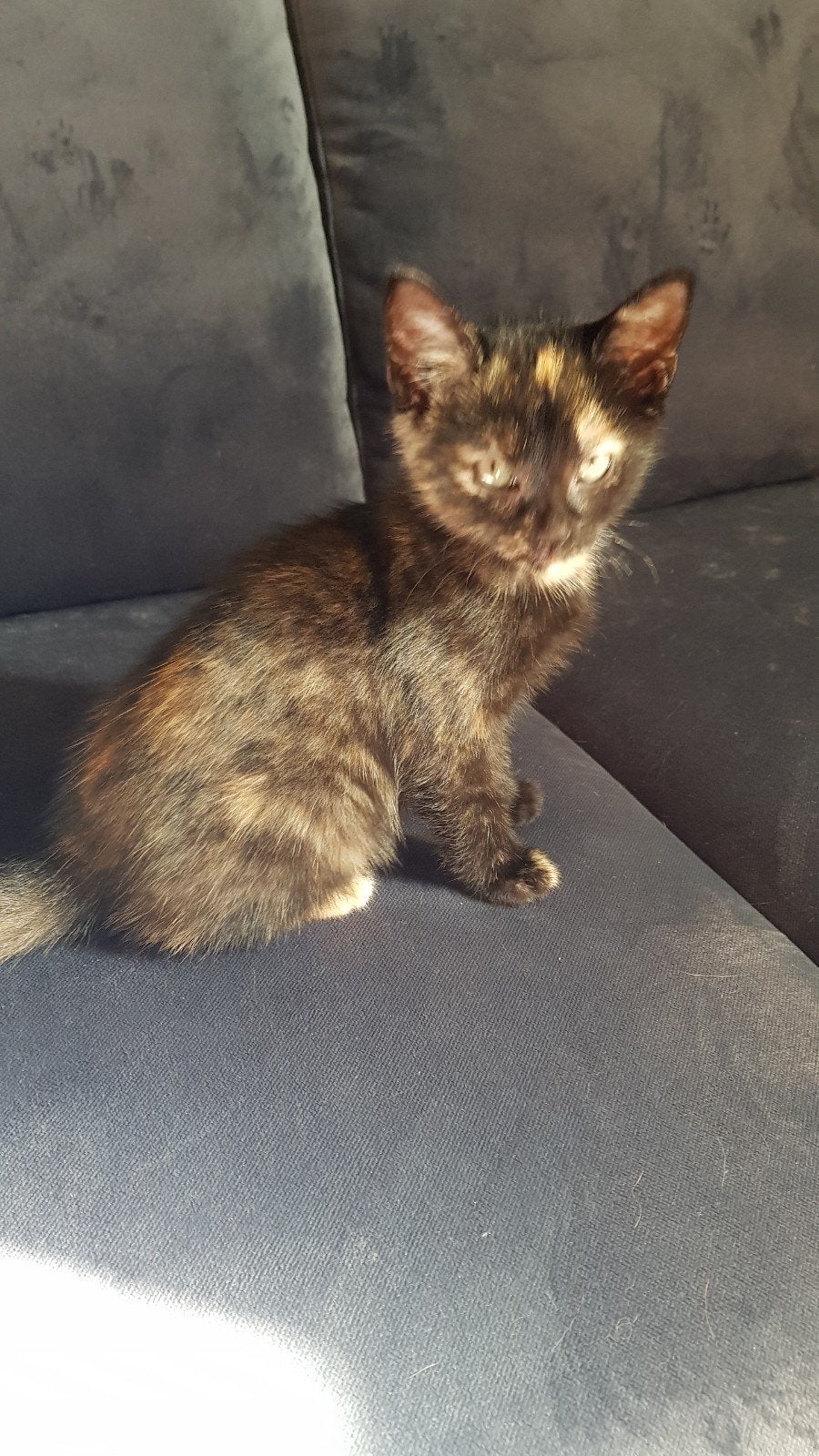 supper lieve kitten 14 augustus, Poes, Ontwormd, 0 tot 2 jaar