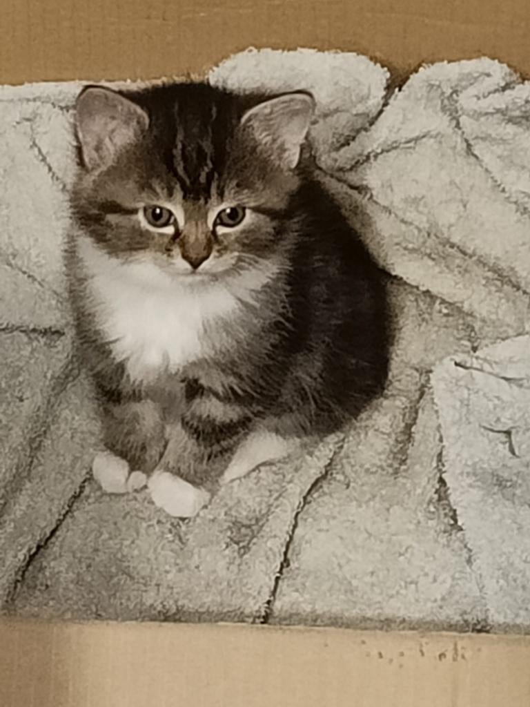 Mooie kittens, Dieren en Toebehoren, Meerdere dieren, Kortharig, 0 tot 2 jaar
